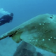 Illustration for article titled A First Look at the Worlds Largest Stingray